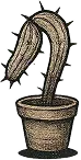 image cactus